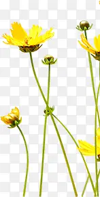 黄色唯美花朵植物设计装饰