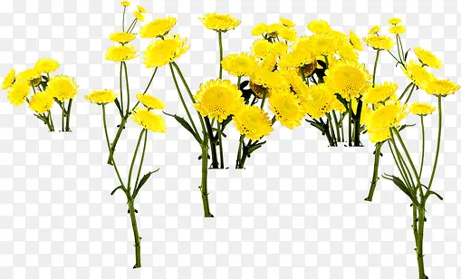 可爱黄色花朵装饰