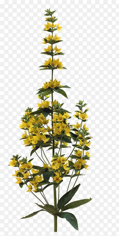 黄色花朵花树装饰