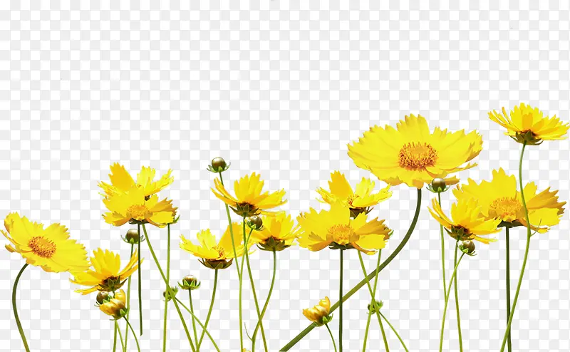 黄色春天唯美花朵