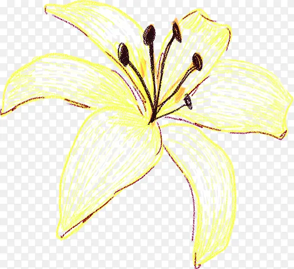 手绘插画黄色花朵
