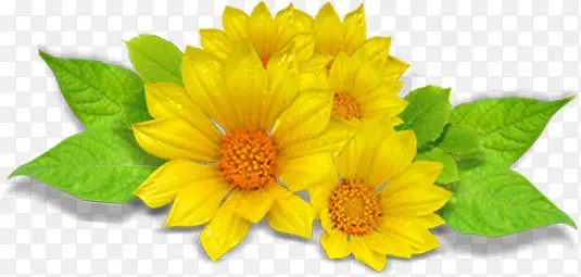 黄色花朵树叶植物