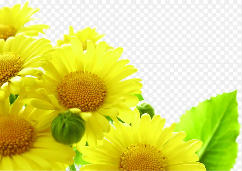 夏日植物黄色花朵设计
