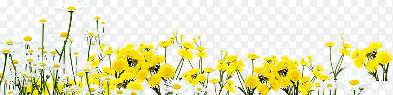 黄色花朵植物美景春天风光