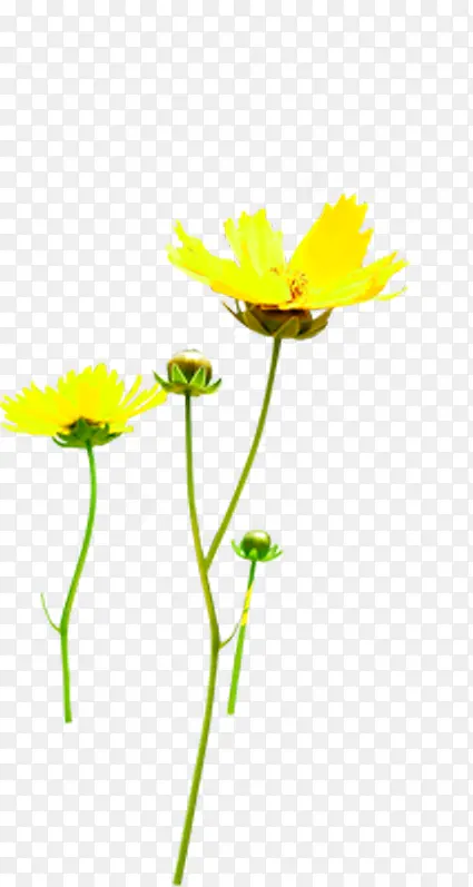黄色淡雅设计花朵