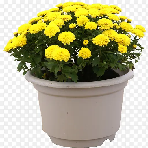 黄色花朵盆摘