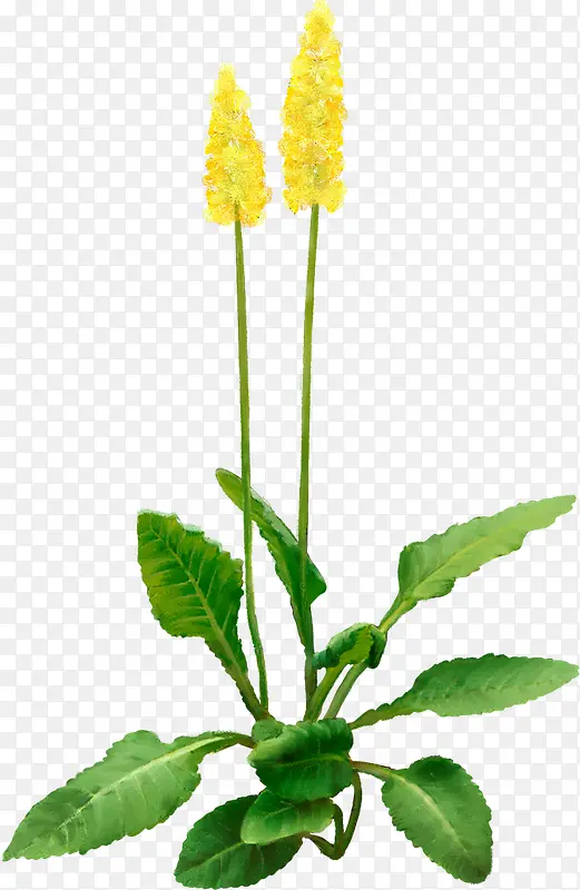 黄色花朵绿色花枝