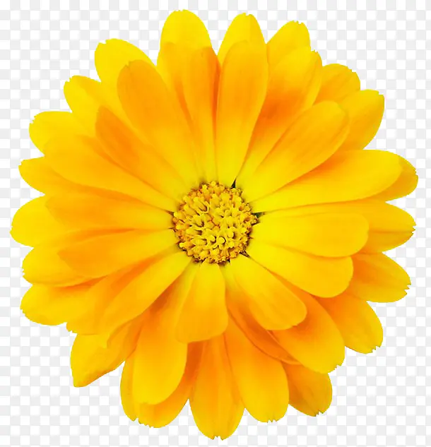 黄色盛开绽放花朵