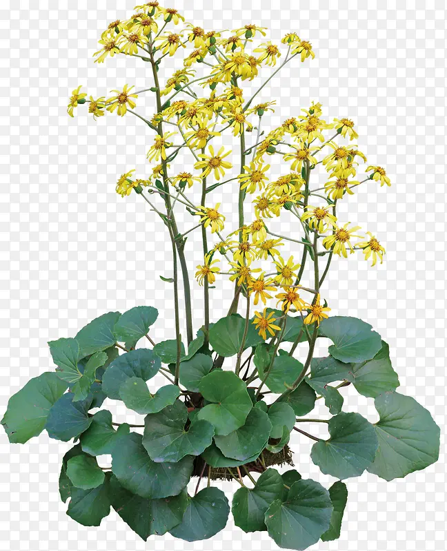 黄色美景花朵植物自然