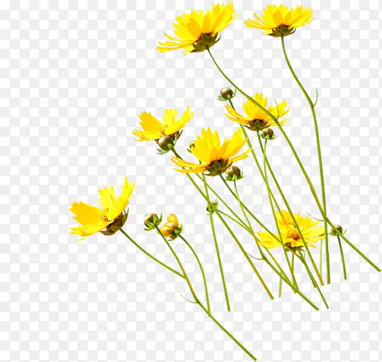 清新黄色夏季花朵