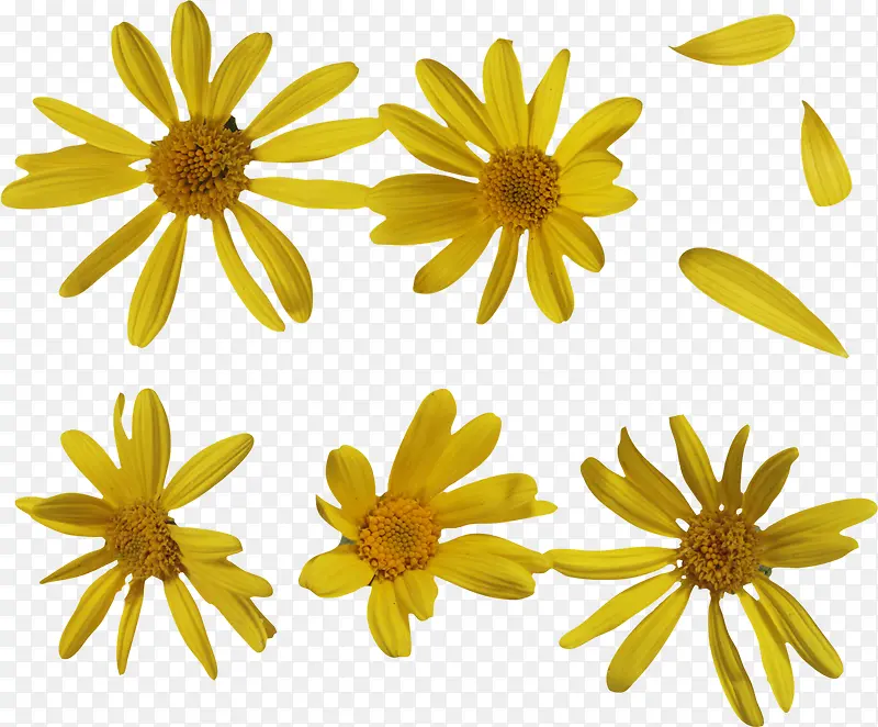 黄色菊花漂浮花朵