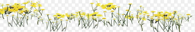 黄色美景花朵植物