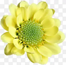 黄色盛开唯美花朵