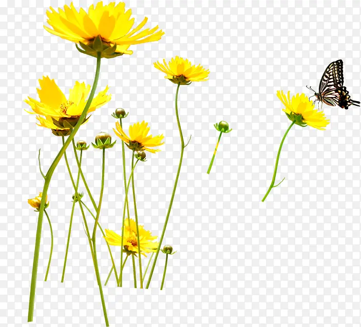 黄色卡通花朵蝴蝶