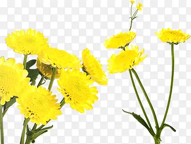 卡通黄色风景花朵植物