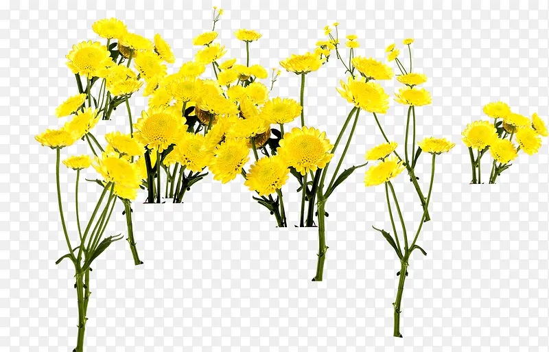 黄色春天花朵植物清新