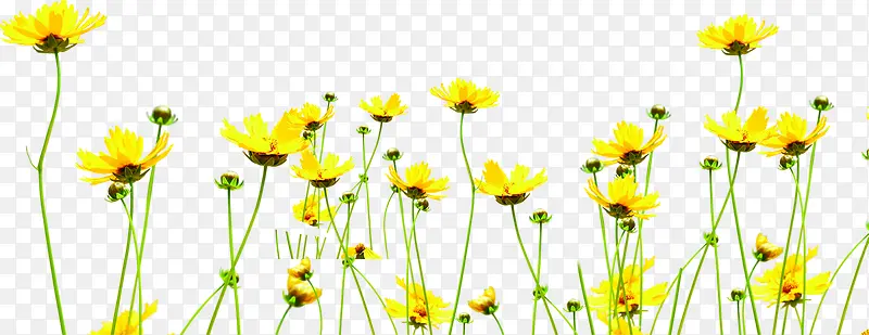黄色卡通花朵美景野外