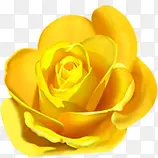 黄色卡通分层玫瑰花朵