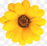 手绘唯美黄色花朵