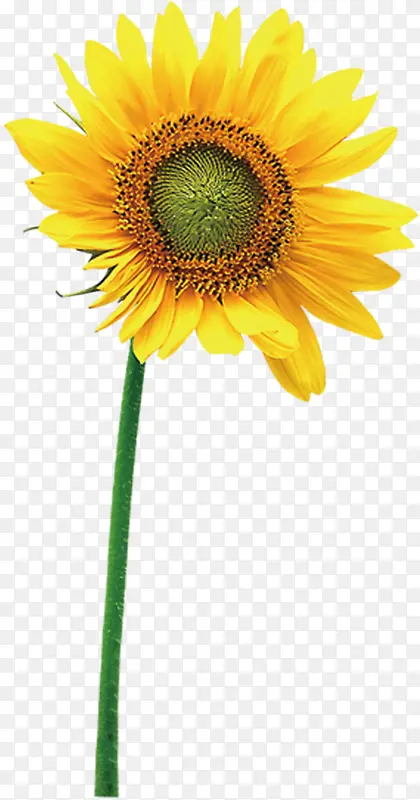 黄色艺术向日葵花朵设计