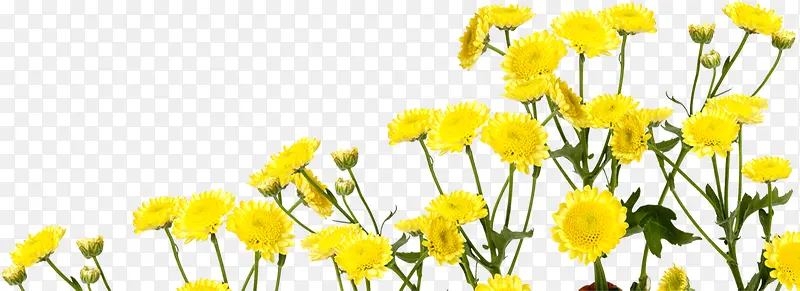 黄色唯美花朵美景户外
