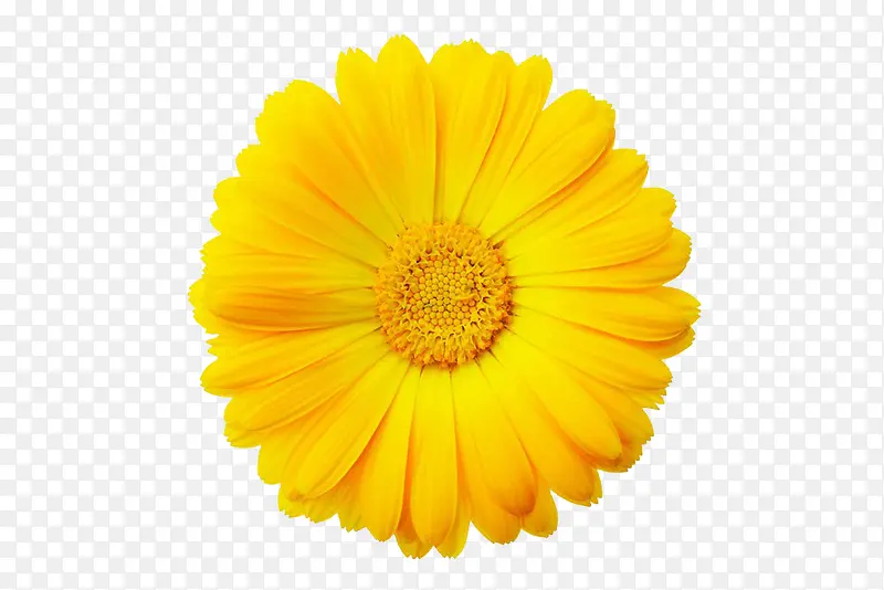 黄色菊花花朵素材