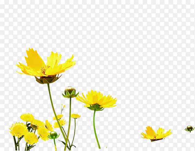 黄色唯美花朵风光