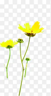 黄色清新夏日花朵植物