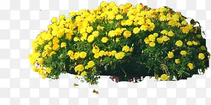 黄色花朵公园景观