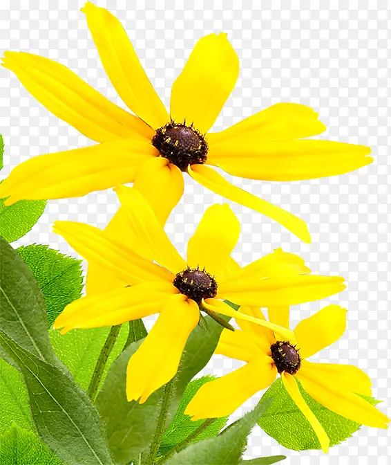 黄色花朵自然风光