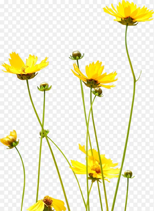 黄色田园自然花朵