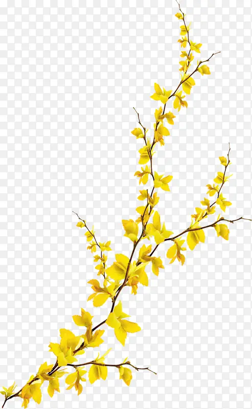 黄色小花朵 免扣png