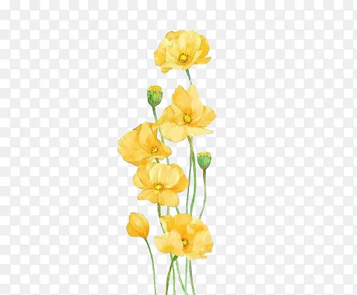 手绘黄色花朵花苞