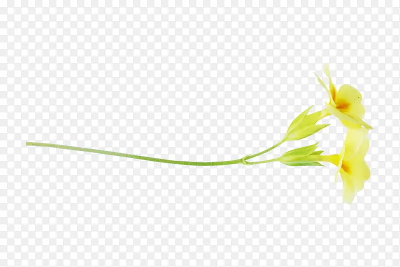 黄色小花朵两朵黄花