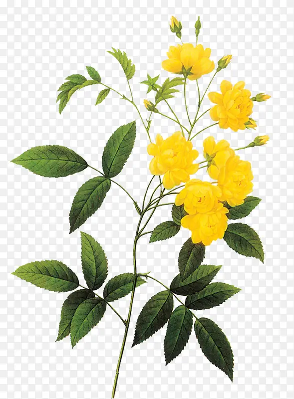 黄色花朵植物创意