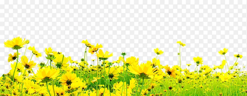 黄色郊外花朵草地风景