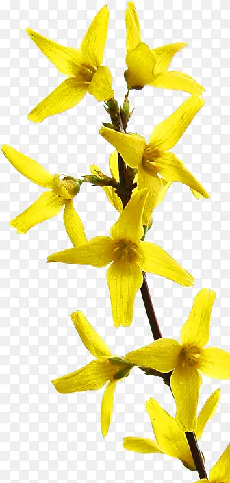 春天黄色花朵美景春季