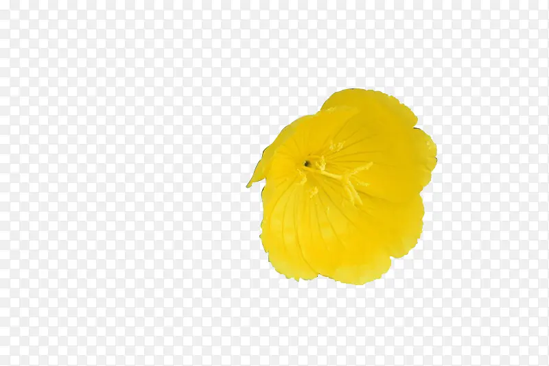 黄色花朵鲜艳手绘