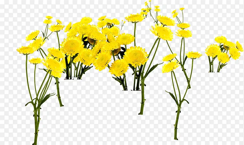 春天黄色花朵鲜艳