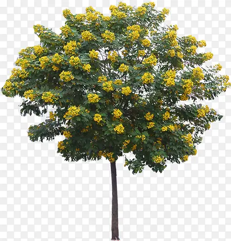 黄色盛开花朵大树