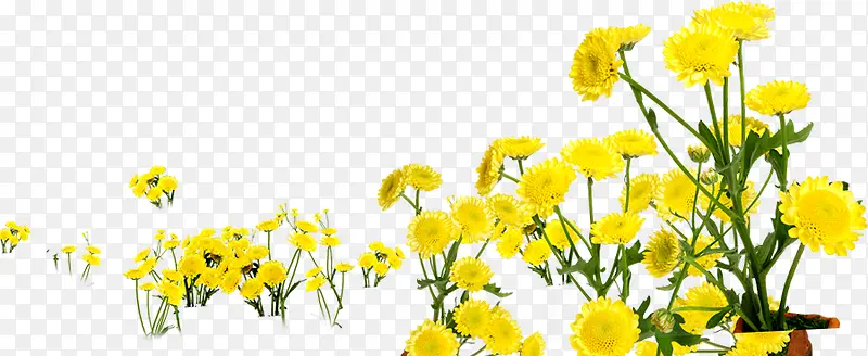 黄色唯美花朵春姿