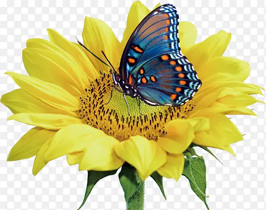 可爱黄色花朵蝴蝶