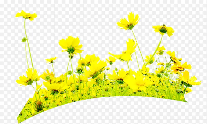 黄色夏季环保装饰花朵