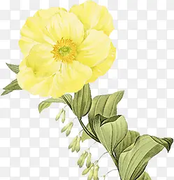 花黄色花朵手绘黄花