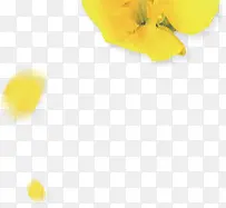黄色花朵黄色花瓣