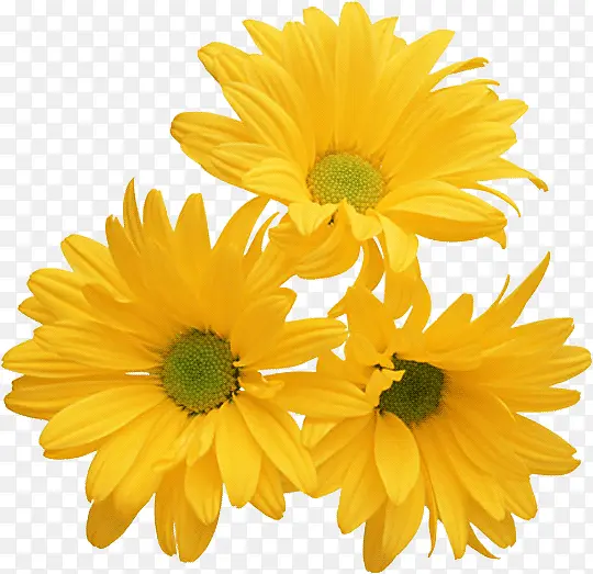 黄色向日葵花朵