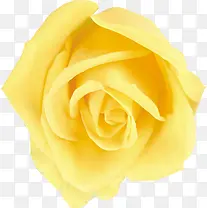 黄色唯美花朵可爱