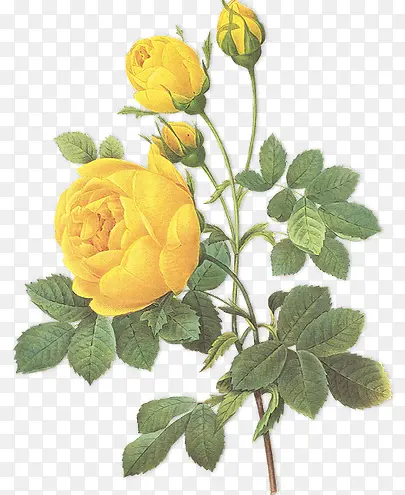 黄色花朵花枝