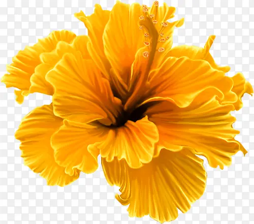 黄色纹理花朵植物