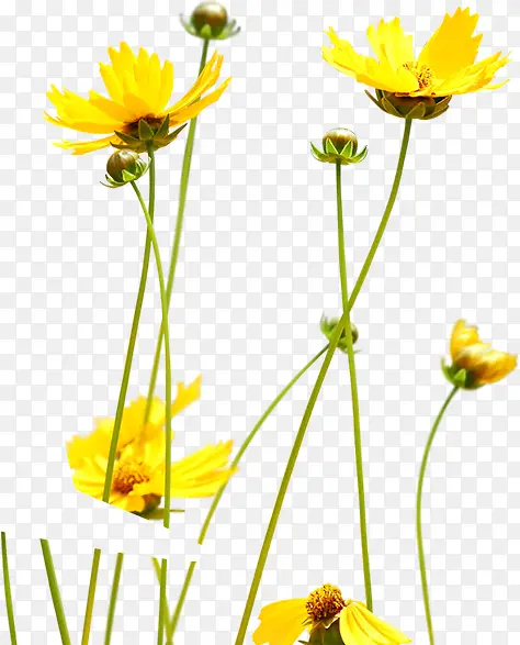 黄色花朵美景草地